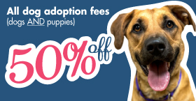 50% off all dog fees!